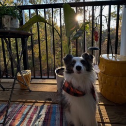 dog on a private balcony